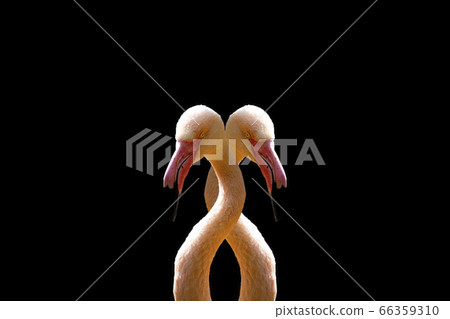 Two pink interconnected flamingo on a black background. 66359310