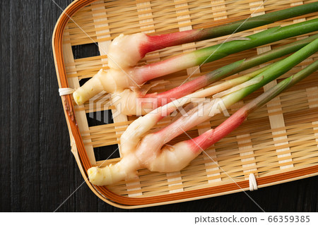 Yanaka ginger Yanaka ginger 66359385