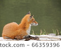 Kita fox 66359396