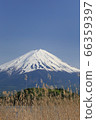 Fall of autumn Susuki and Mt. Fuji 66359397