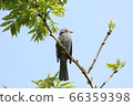 Bulbul perching on a tree branch 66359398