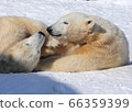 Polar bears 66359399