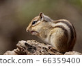 Ezolith 66359400