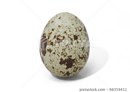 [Quail eggs] (depth synthesis) 66359411