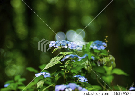 藥師池公園的繡球繡球 66359523