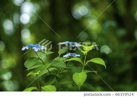 藥師池公園的繡球繡球 66359524