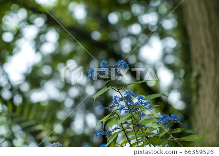 藥師池公園的繡球繡球 66359526