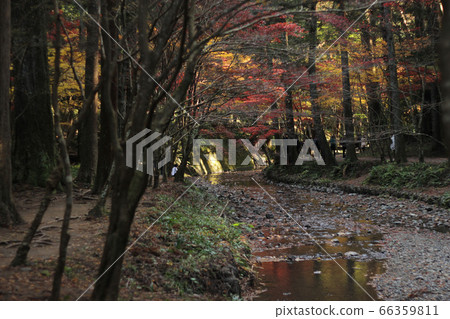 小國神社在深秋_宮川 小國神社在深秋_宮川 66359811