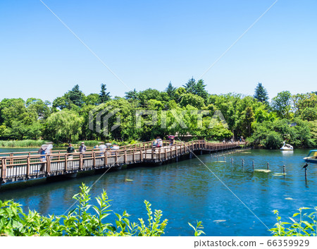 Tokyo Inokashira Park Nanaibashi 66359929