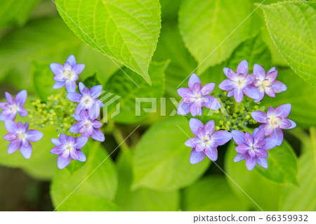 hydrangea hydrangea 66359932