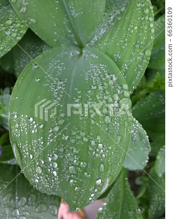 Water droplets Water droplets 66360109