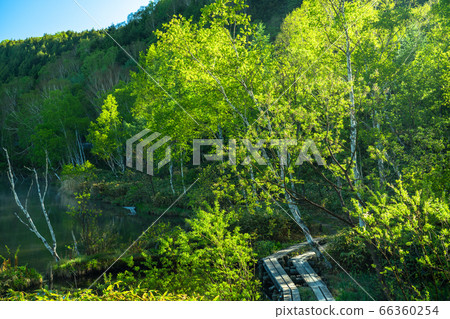 《Nagano Prefecture》 Fresh green Kido pond・Shiga Kogen in early summer 《Nagano Prefecture》 Fresh green Kido pond・Shiga Kogen in early summer 66360254