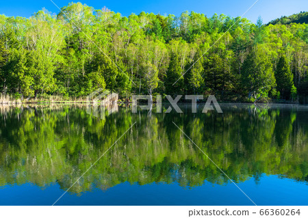 《Nagano Prefecture》 Fresh green Kido pond・Shiga Kogen in early summer 《Nagano Prefecture》 Fresh green Kido pond・Shiga Kogen in early summer 66360264