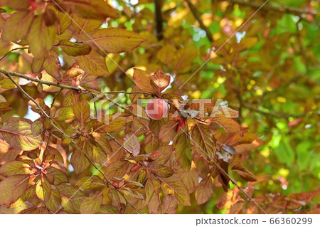 紅花的色彩鮮豔的水果 紅花的色彩鮮豔的水果 66360299