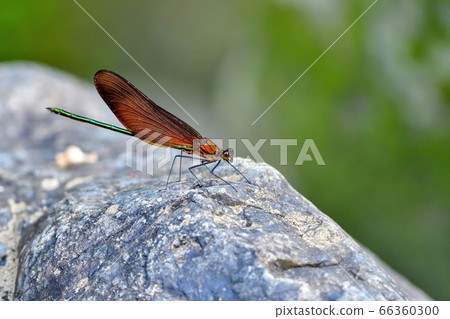 三鷹川蜻蜓在光線下放鬆 66360300