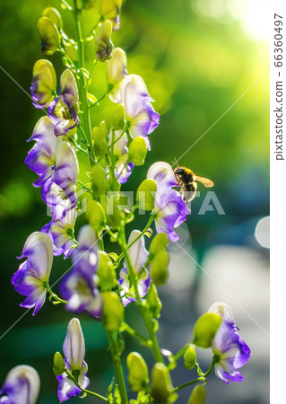 Flowers of an Akonite (Aconitum variegatum) Flowers of an Akonite (Aconitum variegatum) 66360497