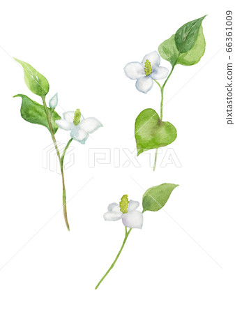 Dokudami flower watercolor illustration 66361009