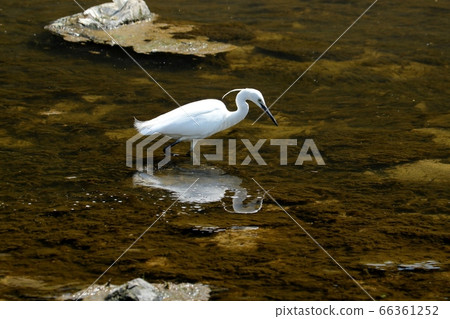 Waterside Bird: Egret: Predatory: Milky Way 66361252