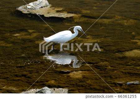 Waterside Bird: Egret: Predatory: Milky Way Waterside Bird: Egret: Predatory: Milky Way 66361255