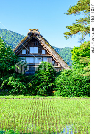 初夏的白川鄉(早晨) 初夏的白川鄉(早晨) 66361837