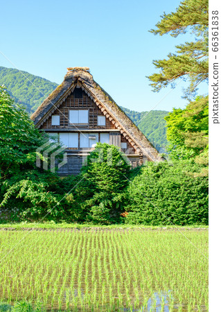 初夏的白川鄉(早晨) 初夏的白川鄉(早晨) 66361838