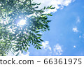 Summer ash tree with blue sky and garden trees 66361975