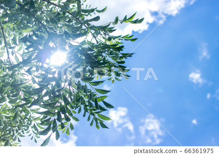 夏季白蠟樹與藍藍的天空和花園的樹木 66361975