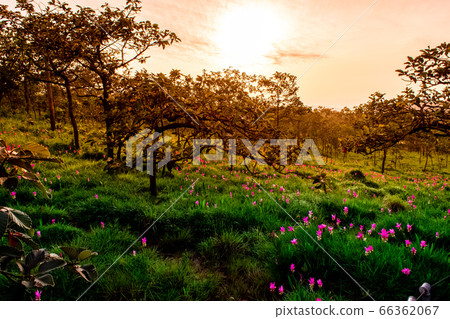 Beautiful Siam Tulip Beautiful Siam Tulip 66362067