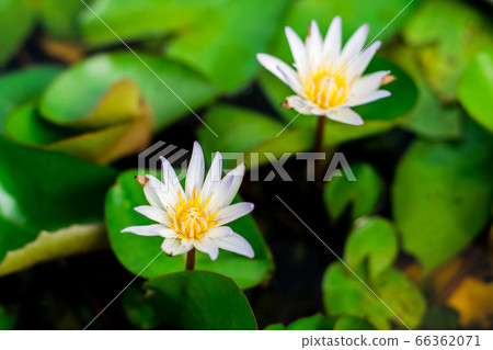 Lotus flower in the basin 66362071