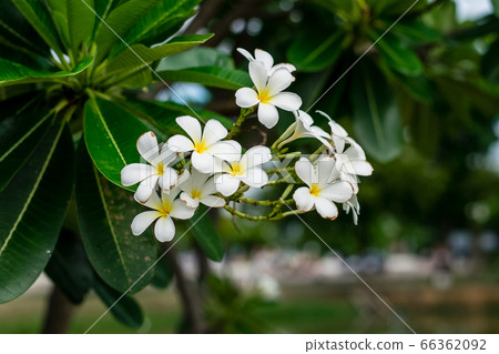 Beautiful plumeria flowers Beautiful plumeria flowers 66362092
