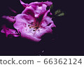 bloom, blossom, blossoms 66362124