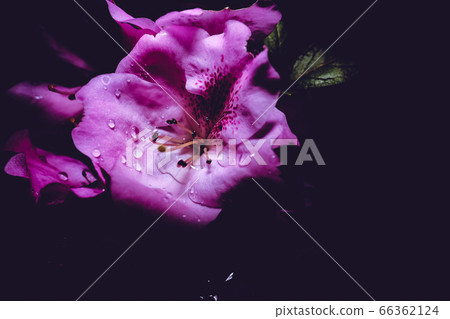 bloom, blossom, blossoms 66362124
