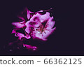 bloom, blossom, blossoms 66362125
