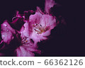 bloom, blossom, blossoms 66362126