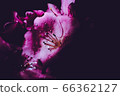 bloom, blossom, blossoms 66362127