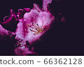 bloom, blossom, blossoms 66362128