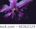 bloom, blossom, blossoms 66362129