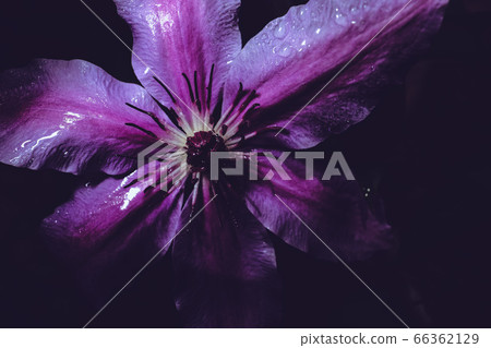 bloom, blossom, blossoms 66362129