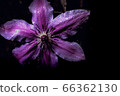 bloom, blossom, blossoms 66362130