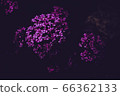 bloom, blossom, blossoms 66362133