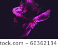 bloom, blossom, blossoms 66362134