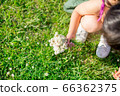 Girl playing with nature to collect white clover and make a bouquet 66362375