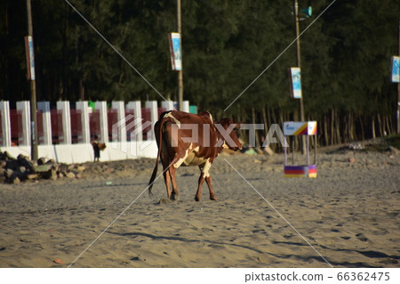 Cox's Bazar beach in Bangladesh World's longest natural sandy beach Cute cow walking on the sandy beach Cox's Bazar beach in Bangladesh World's longest natural sandy beach Cute cow walking on the sandy beach 66362475