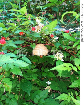 Wasps are busy building their nests. 66362547