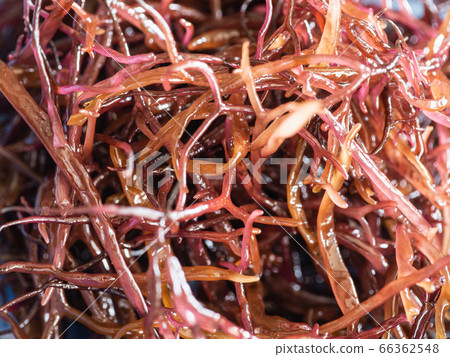 海藻賽跑者的特寫鏡頭,富含礦物質。 海藻賽跑者的特寫鏡頭,富含礦物質。 66362548