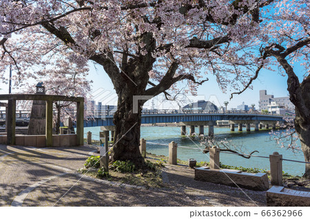 Matsue Kanko: Sakura blooms at Gensuke Park on Matsue Ohashi 66362966
