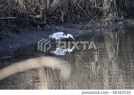 Swamp heron feeding 66363526
