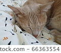 Cat sound 66363554