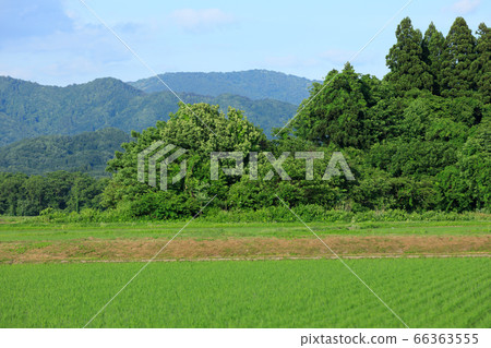 Scenery of paddy fields after planting rice in Akita Prefecture, June, blue sky Scenery of paddy fields after planting rice in Akita Prefecture, June, blue sky 66363555