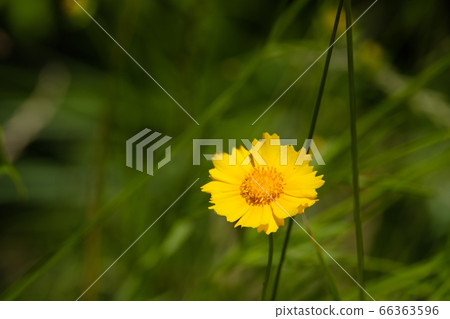 Yellow flower quince daisies golden chicken chrysanthemum wildflowers Yellow flower quince daisies golden chicken chrysanthemum wildflowers 66363596